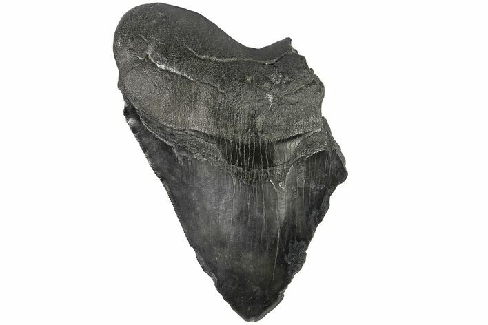 Bargain, Fossil Megalodon Tooth - South Carolina #169328